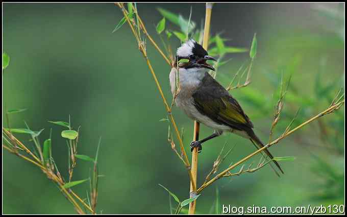 金海湖的鸟（2）——白头翁（组图）