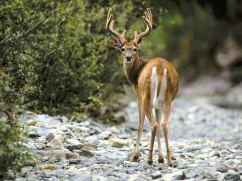 麒麟：传说的兽原型探秘（白尾鹿）