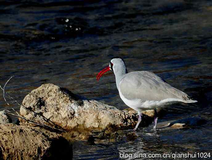 再遇鹮嘴.喜出望外