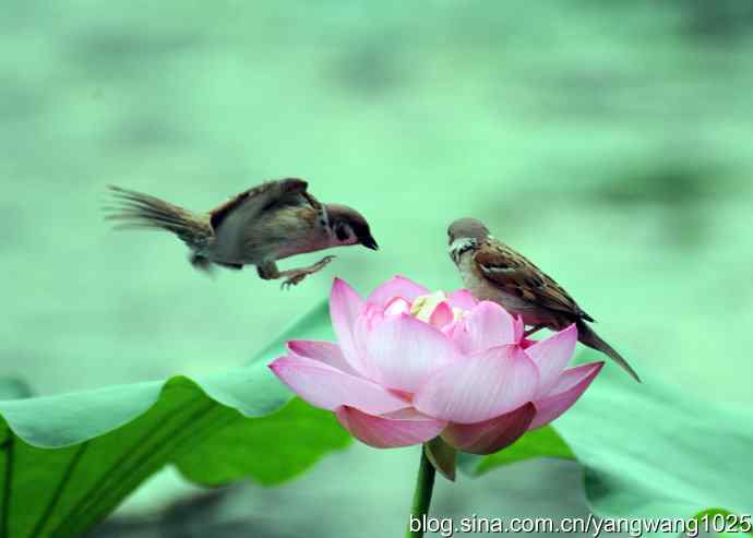 雀与荷 wbr4 雀与荷 wbr4