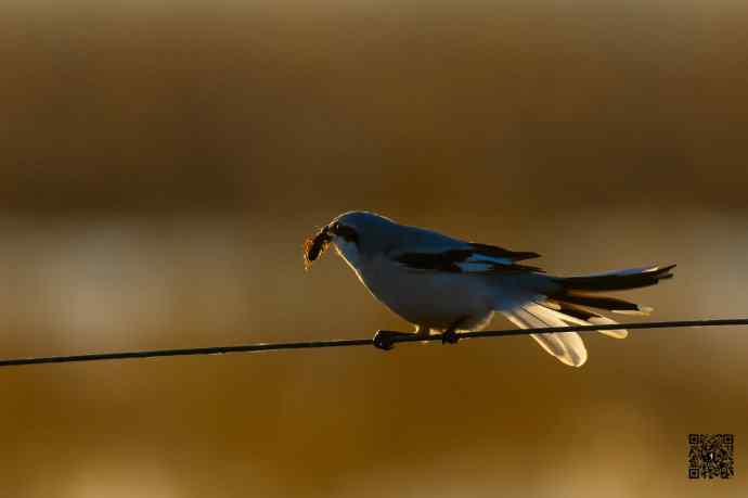 野鸭湖的楔尾伯劳吃什么? 野鸭湖的楔尾伯劳吃什么?