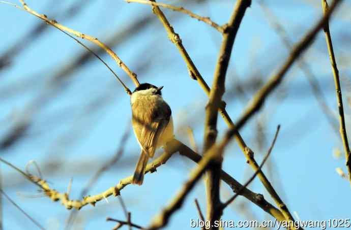 数九寒天的沼泽山雀