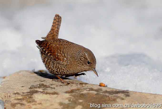 赤颈鸫和小鹪鹩