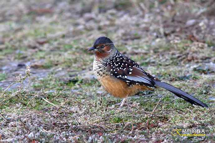 帕姆岭拍的鈥湸笤腽题