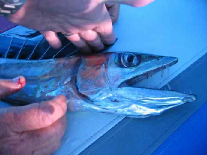 鱼类活化石：帆蜥鱼