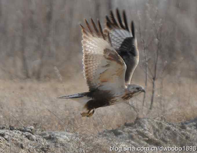 落地大鵟让偶急