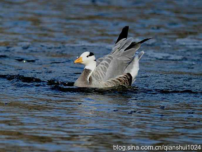 水禽湖冬季运动会