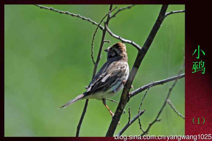北京天坛公园的鸟类——小鹀（1）