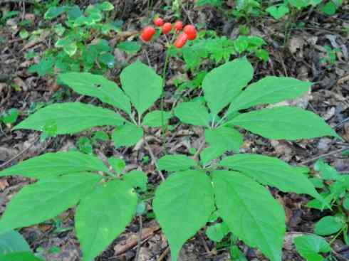 鱼类活化石：匙吻鲟科