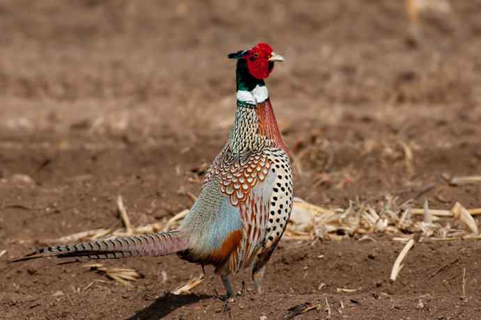 晨光里的环颈雉☆