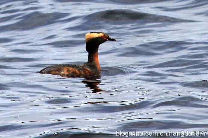 美国鸟类摄影——角鸊鷉