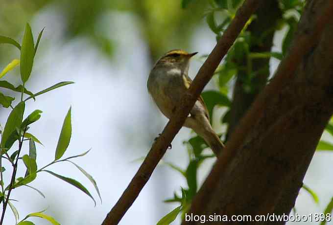 朱雀和北宫的鸟 朱雀和北宫的鸟