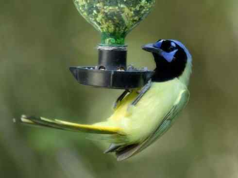 美丽无罪：雀鸟之蓝鸦