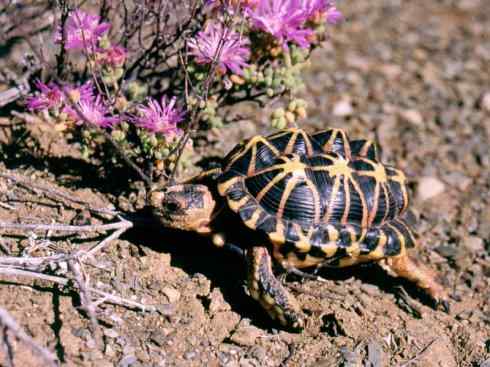 玄武：传说的兽原型探秘（象龟）