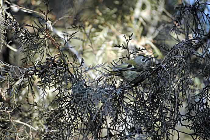 柏树丛中的小鸟