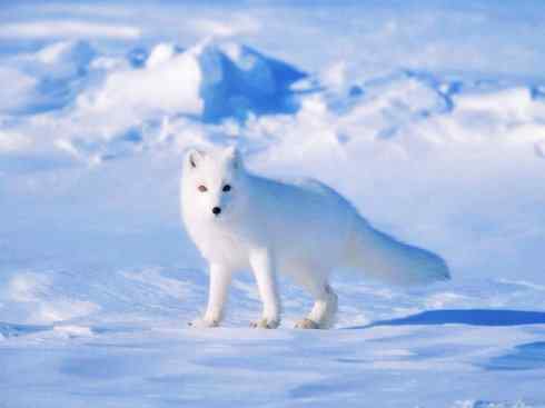 犬科：狐亚科之北极狐（雪鸮、雷鸟）