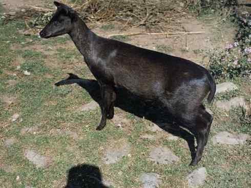 麒麟：传说的兽原型探秘（麂）