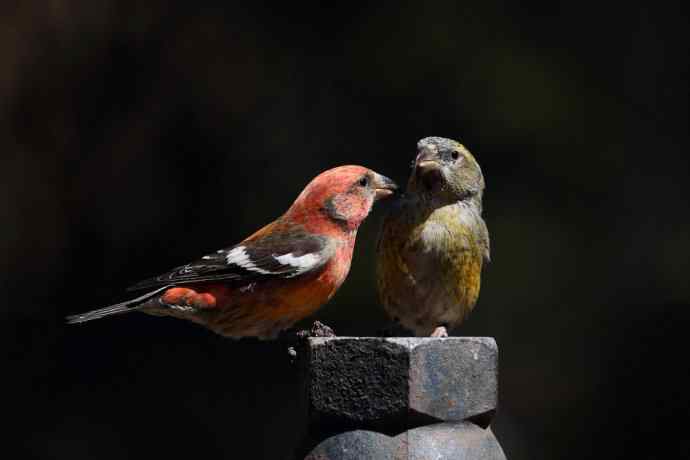 【罕见白翅交嘴雀】