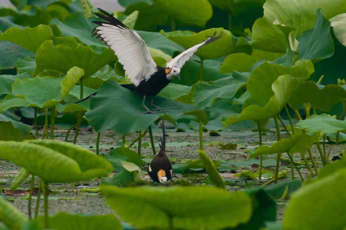 水雉 wbr荷塘里的温柔乡 水雉 wbr荷塘里的温柔乡