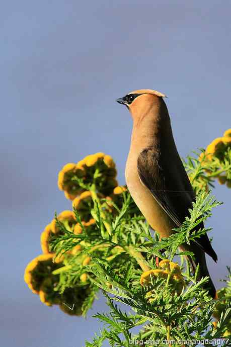 雪松太平鸟（6）