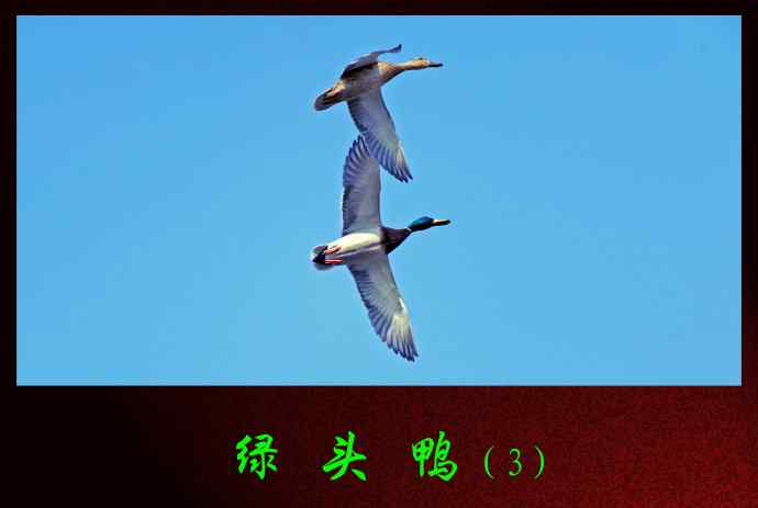 北京天坛公园的鸟类——绿头鸭（3）