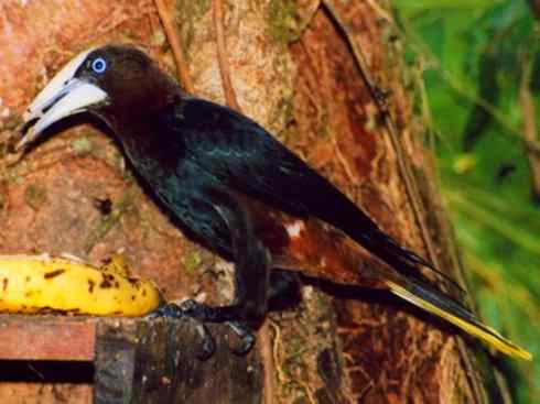 奇特的盔:拟椋鸟 奇特的盔:拟椋鸟