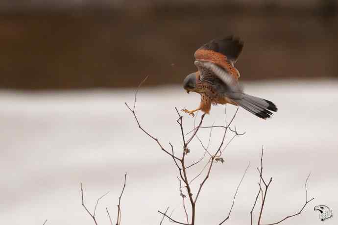 永定河峡谷的红隼