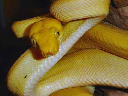 龙：传说的兽原型探秘（树蚺类）