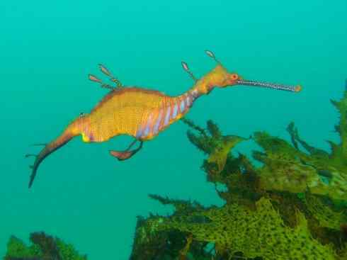 鱼类活化石：匙吻鲟科