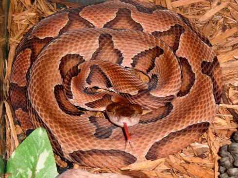 龙:传说的兽原型探秘(蝮蛇类) 龙:传说的兽原型探秘(蝮蛇类)