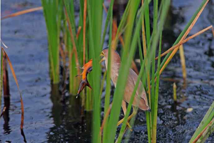 捕鱼的黄苇鳽（2）