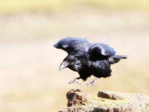 奇特的盔：厚嘴渡鸦