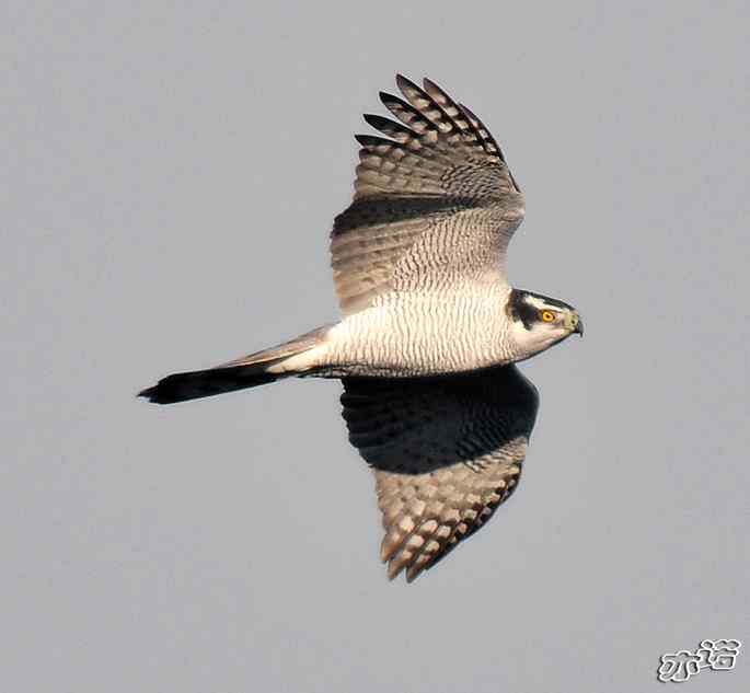 北京西山&nbsp;wbr路&nbsp;wbr苍鹰