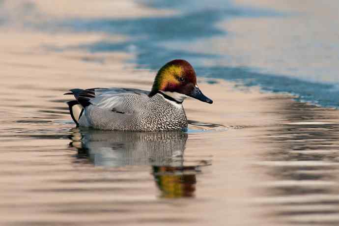 唐罗鸭 wbr八百里加急★