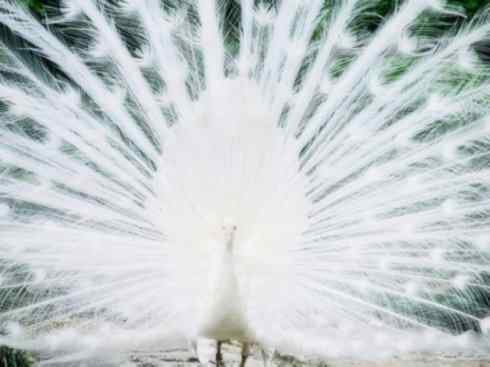 凤凰：传说中的鸟原型探秘（孔雀）