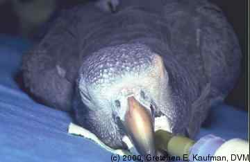 鹦鹉保育——鸟维生素E及硒缺乏症