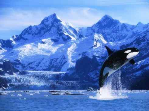 自然奇观：动物大迁徙(齿鲸类)