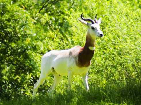 麒麟：传说的兽原型探秘（鹿羚）