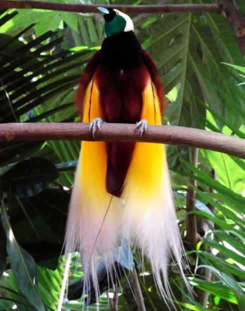 美丽无罪：雀鸟之极乐鸟