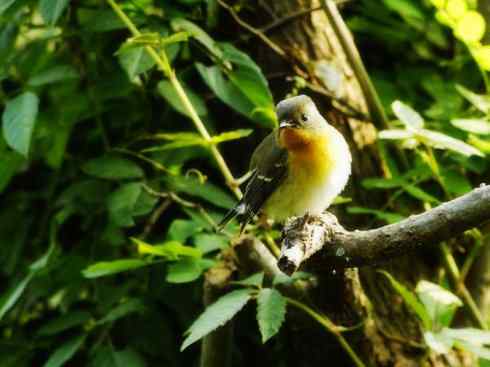 美丽无罪:雀鸟之姬鹟 美丽无罪:雀鸟之姬鹟