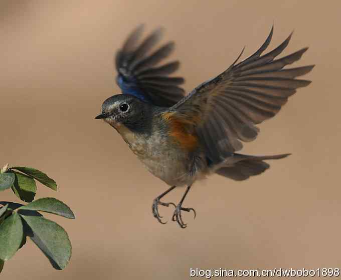 大卫携红胁GG飞版拜年