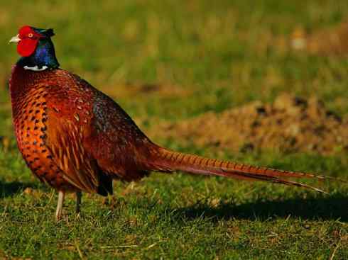 凤凰：传说的鸟原型探秘（雉鸡）