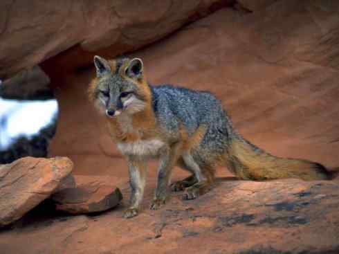 犬科：狐亚科灰狐属之灰狐、岛屿灰狐