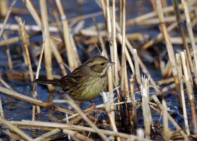 北京奥森公园的鸟类——雌性灰头鹀（2）