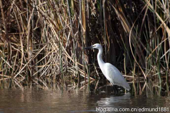 崇明东滩湿地公园十一月鸟况-望远镜打鸟