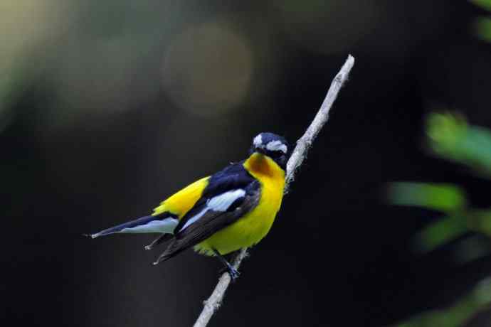 雄性白眉姬鹟（17）