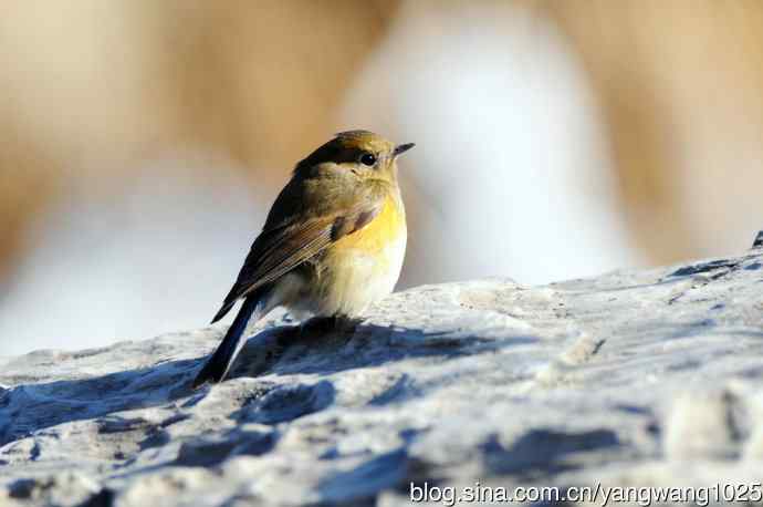 雌性红胁蓝尾鸲(35)