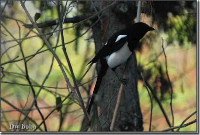 点击图片或使用键盘← →翻页