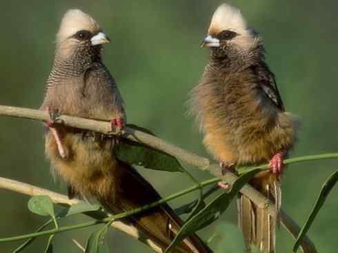 白头鸟系列：另类的美丽6