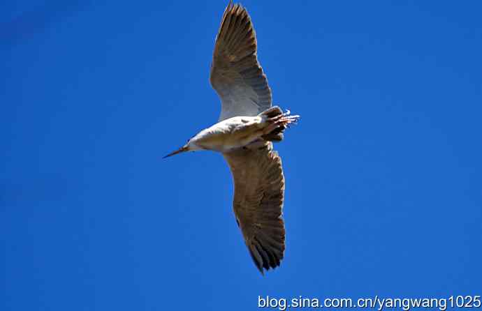 飞(夜鹭)2 飞(夜鹭)2